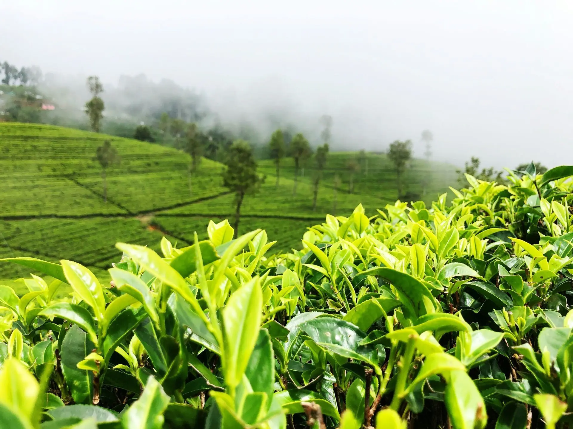 Sri Lanka Luxury Travels Highlands